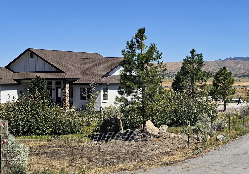 Gail Willey Landscaping planted big evergreen trees for privacy
