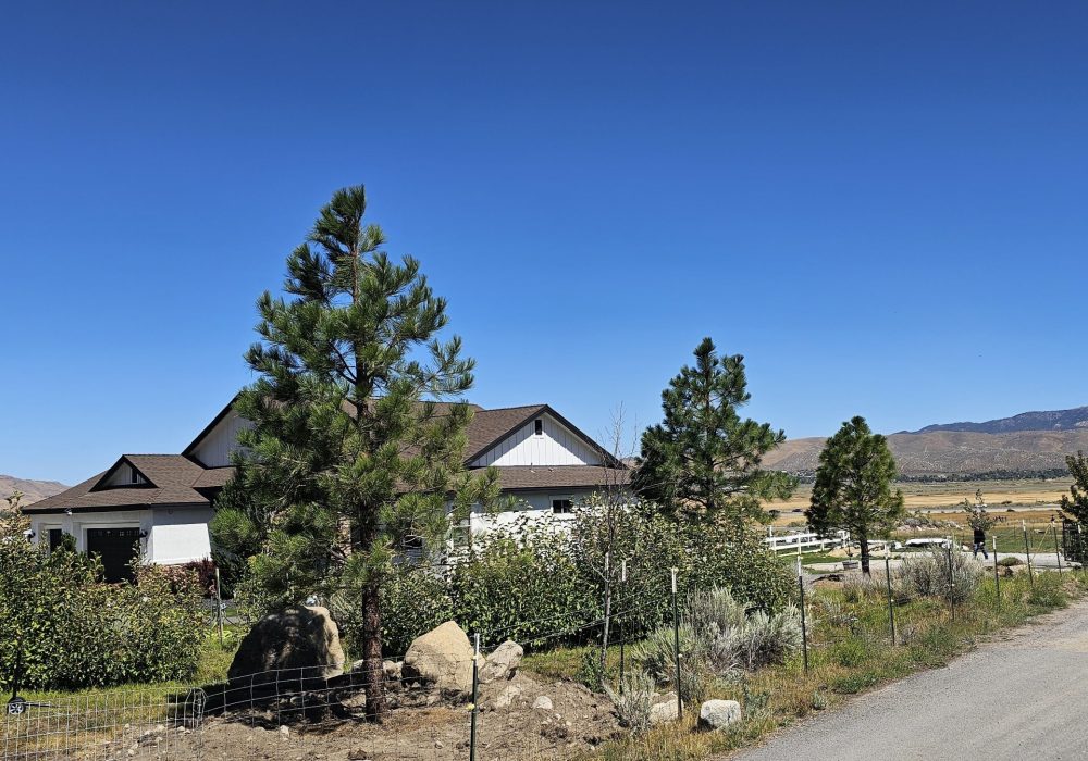 Gail Willey Landscaping planted big evergreen trees for privacy