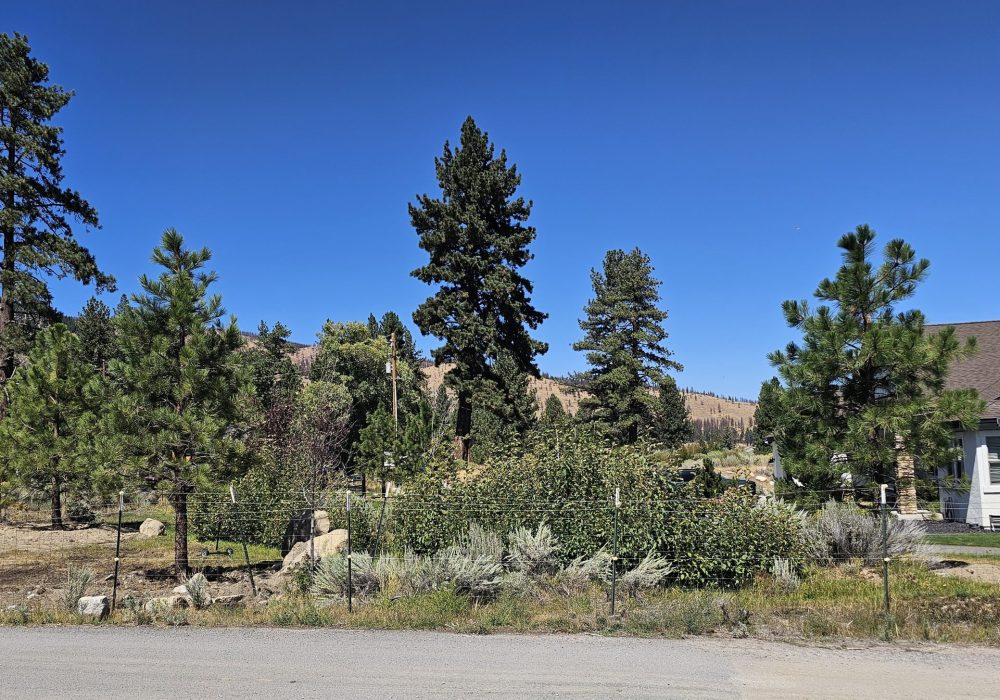 Gail Willey Landscaping planted big evergreen trees for privacy