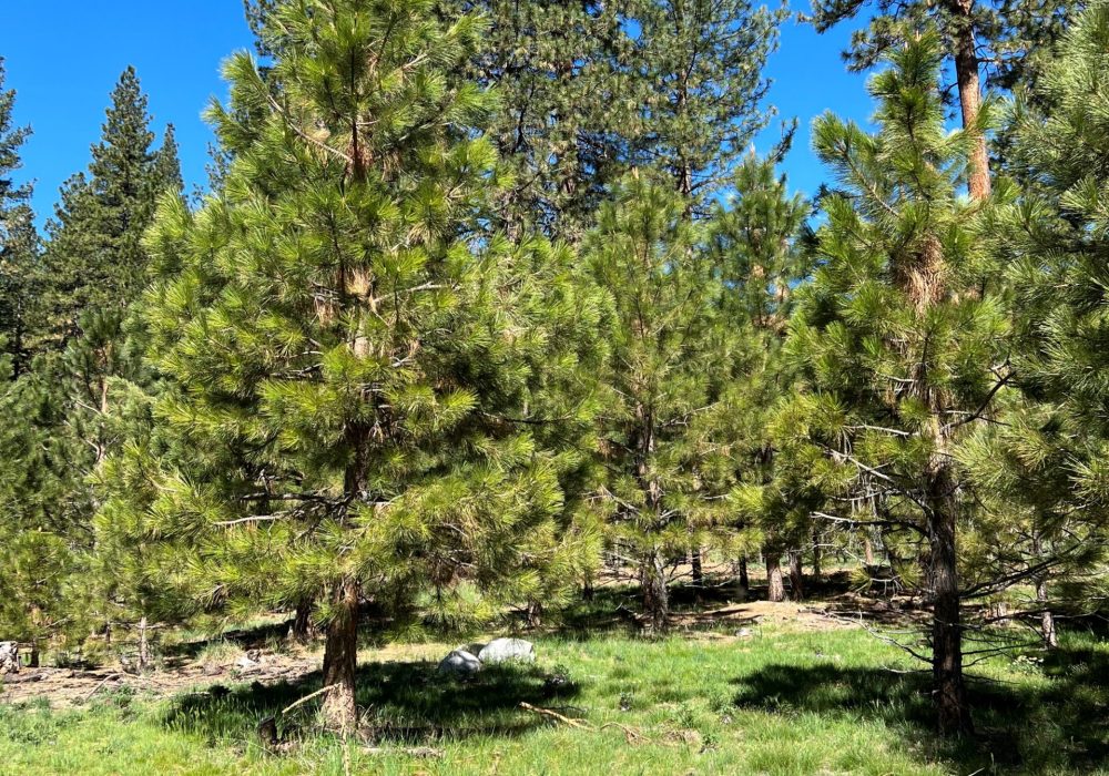 Gail Willey Landscaping Tree Farm