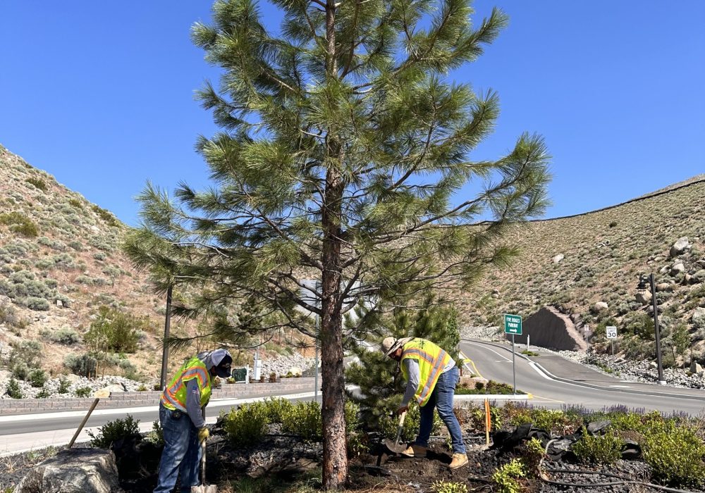 Large tree planting by Gail Willey Landscaping