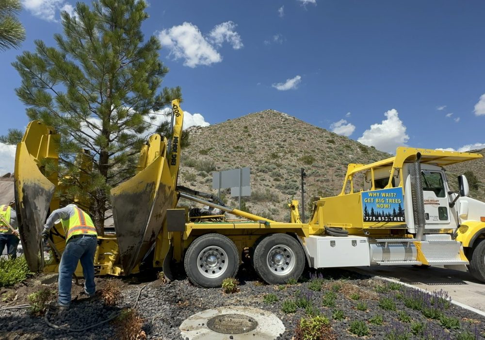 Large tree planting by Gail Willey Landscaping