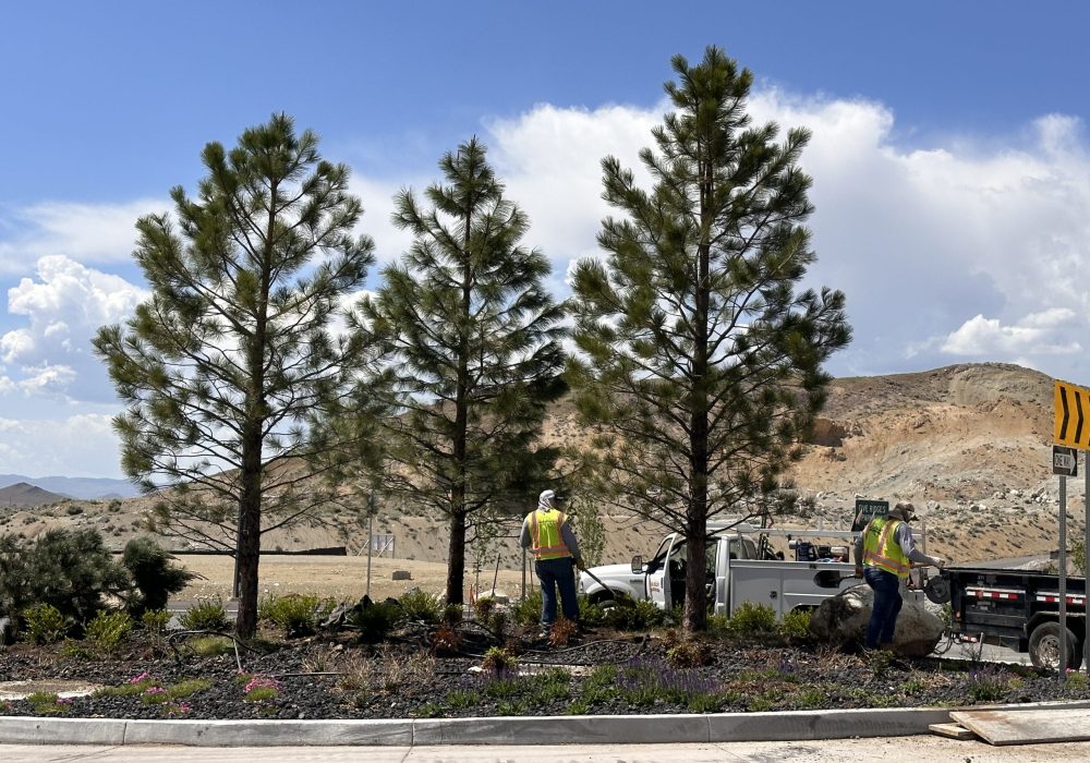 Large tree planting by Gail Willey Landscaping
