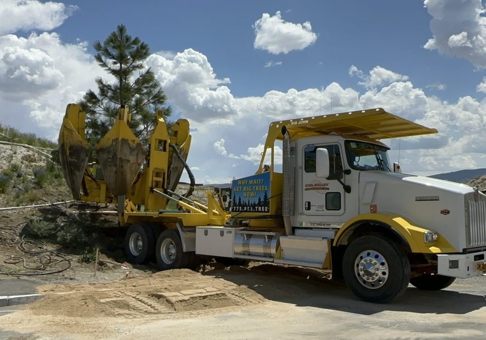 Large tree planting by Gail Willey Landscaping