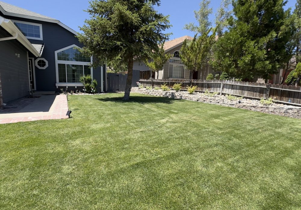 new sod